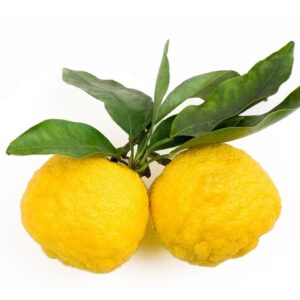 Yuzu Cybilla Fragrance Oil (Premium)